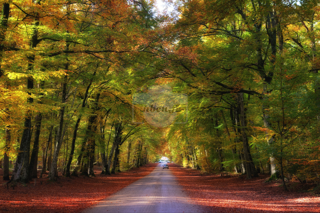 "Autumn leaves" stock image