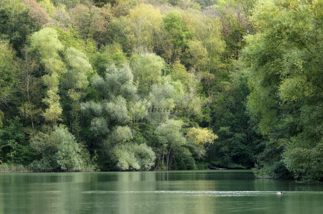 "Green pond" stock image