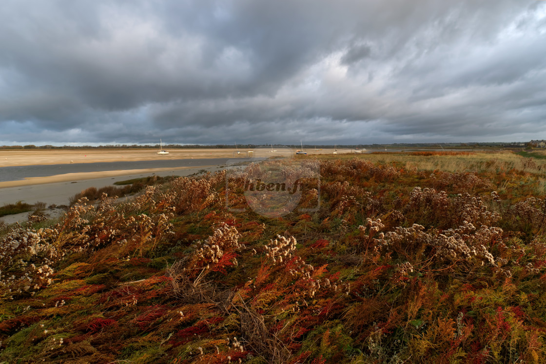 "Seaside plants" stock image