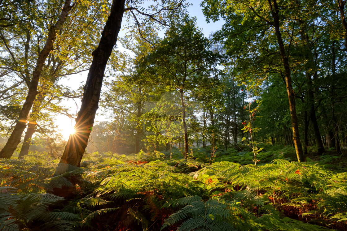 "GR1 hiking path" stock image