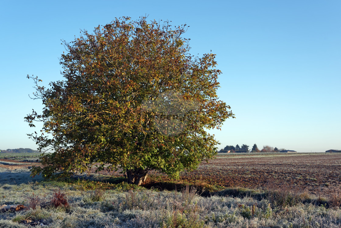 "Wheatfield whitout crows" stock image