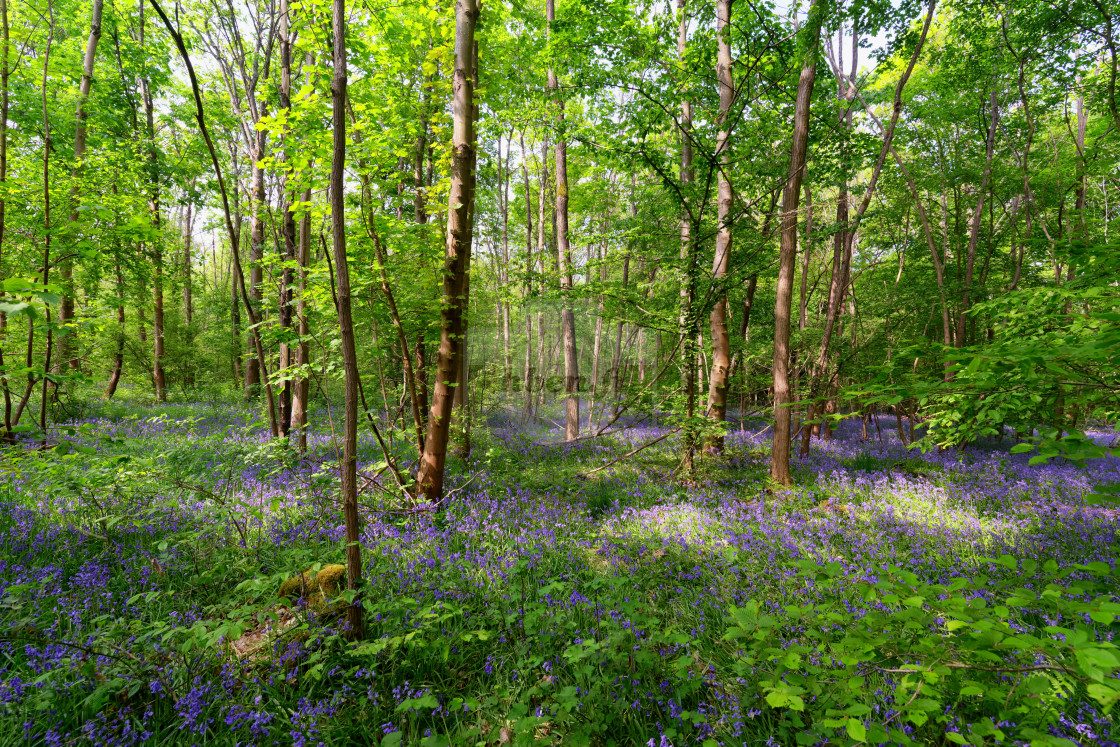 "Jacinthe des bois" stock image