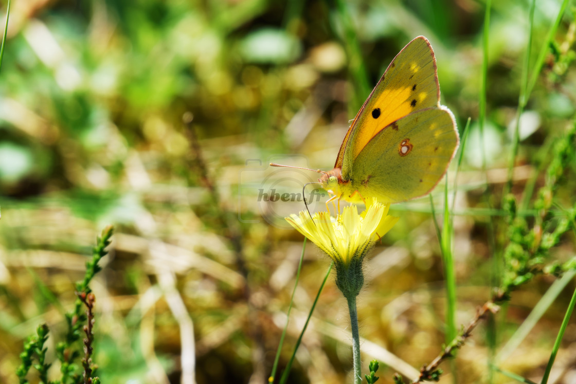 "Yellow butterfly" stock image