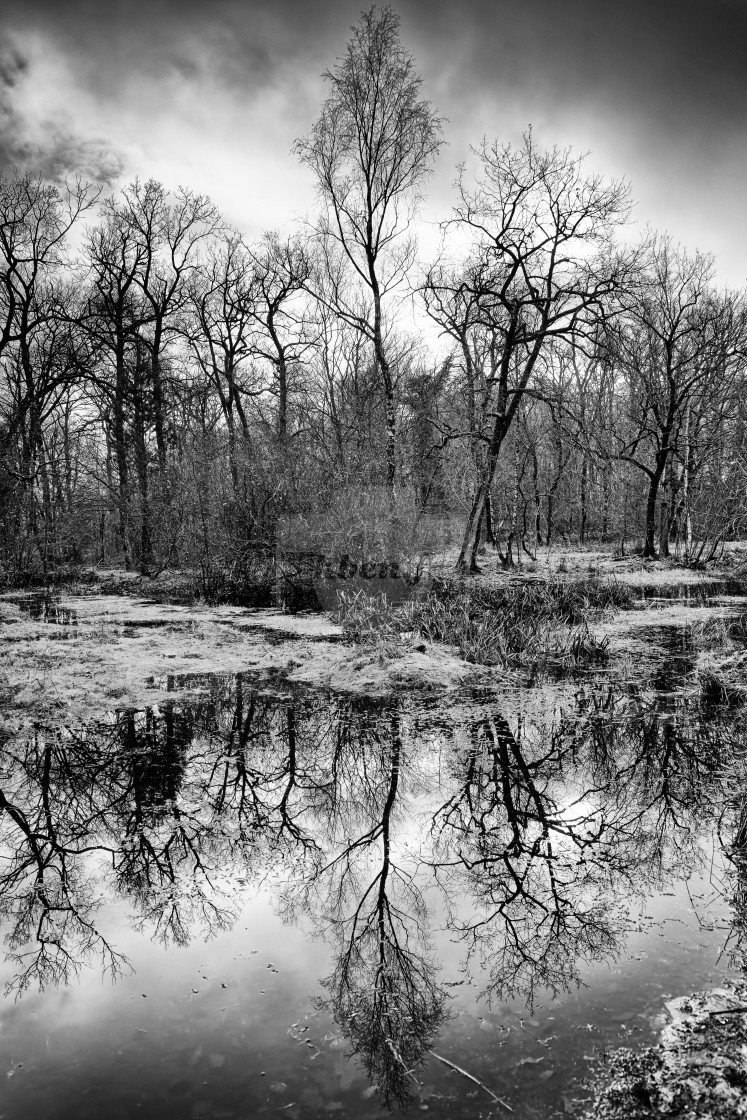 "Réflexion hivernale" stock image