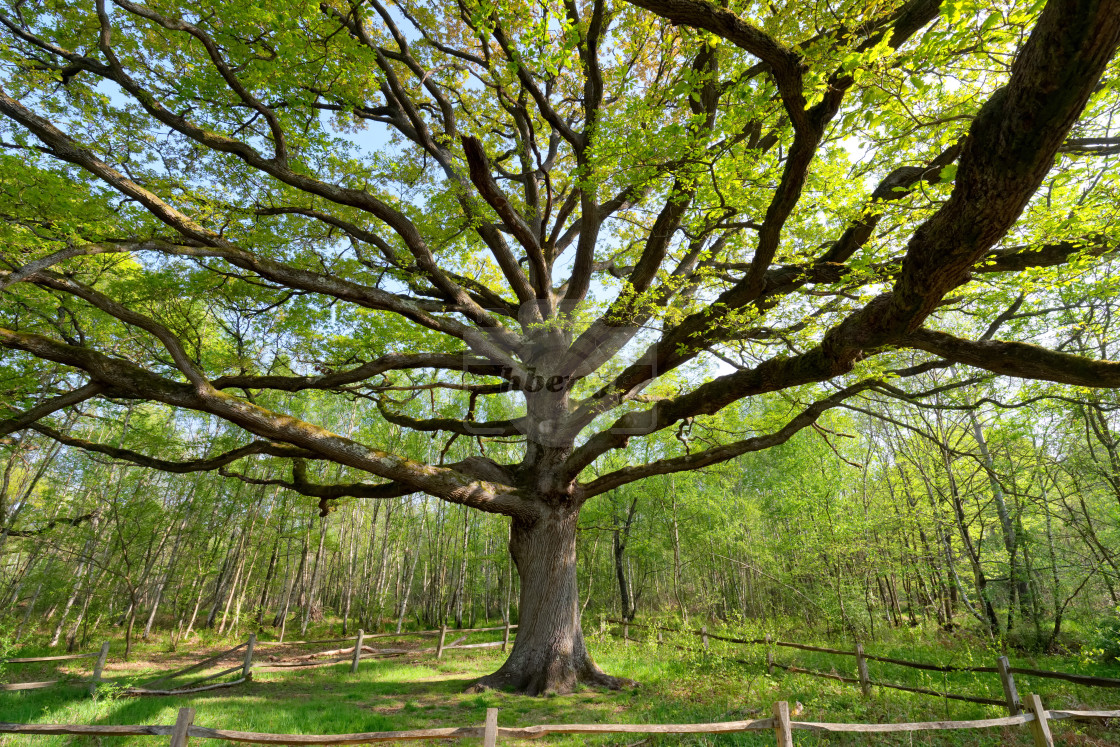 "Old oak tree" stock image