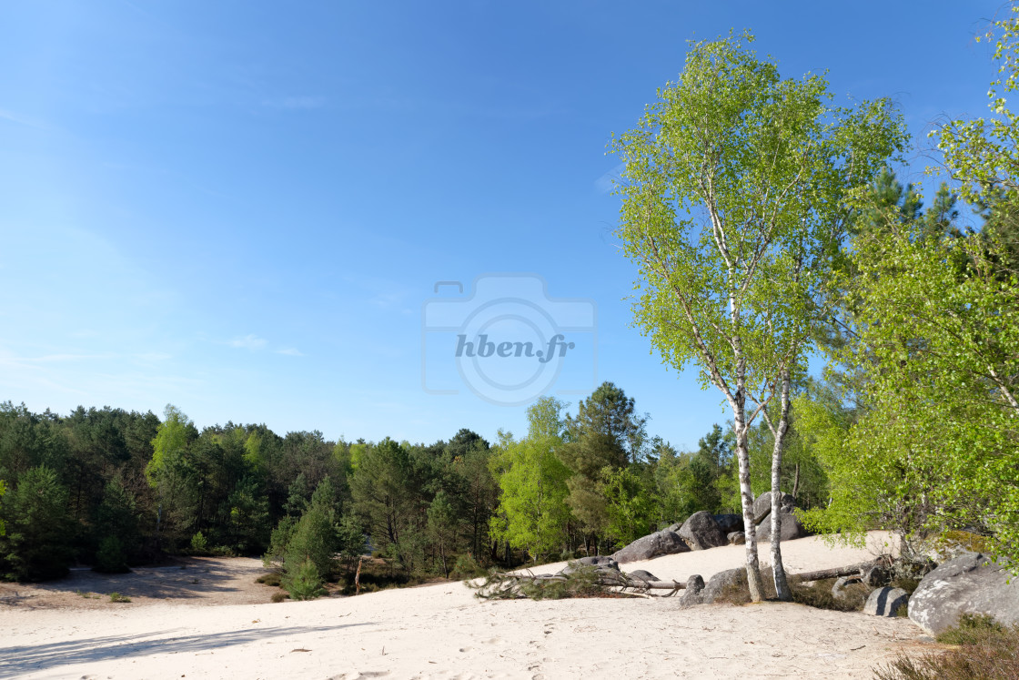 "White sand dune and silver birch" stock image