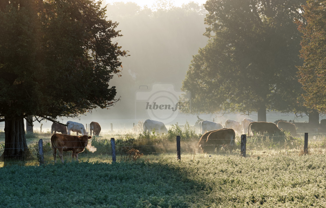 "Norman cows" stock image