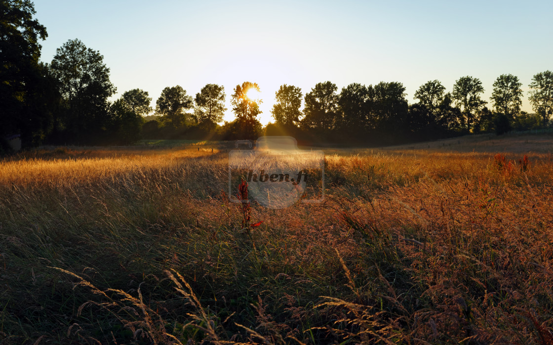 "Wheat fields sunrise" stock image