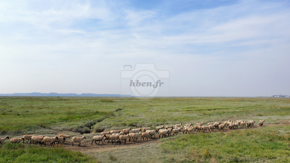 "Herd of Sheep" stock image