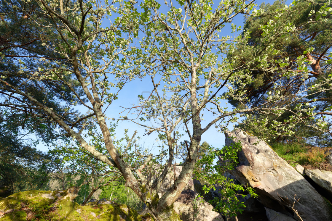 "Alisier de Fontainebleau" stock image