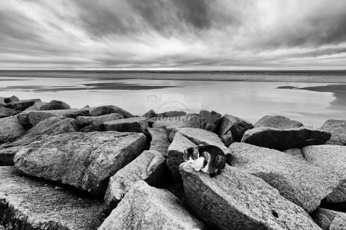 "Cat of Hauteville-sur-Mer-plage" stock image