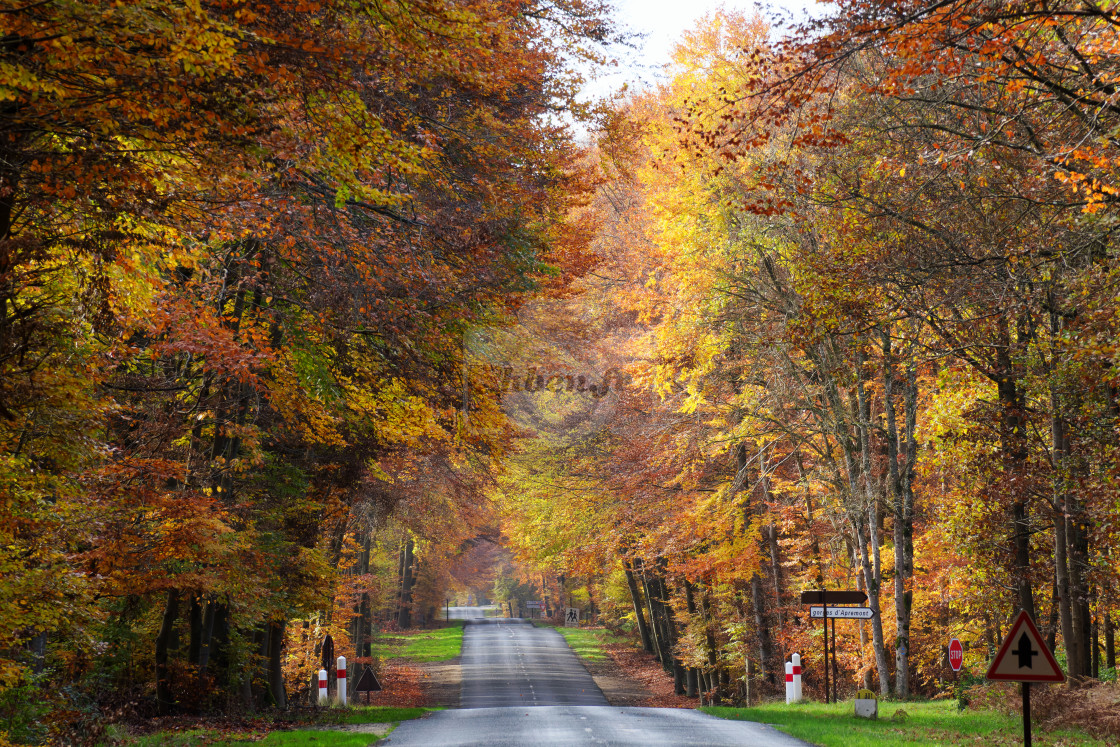 "Forest road to the Franchard gorges" stock image