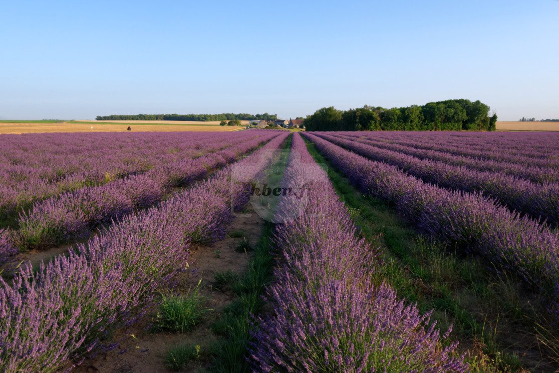 "Lavender fields" stock image