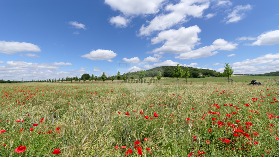 "Poppies fields and biker" stock image