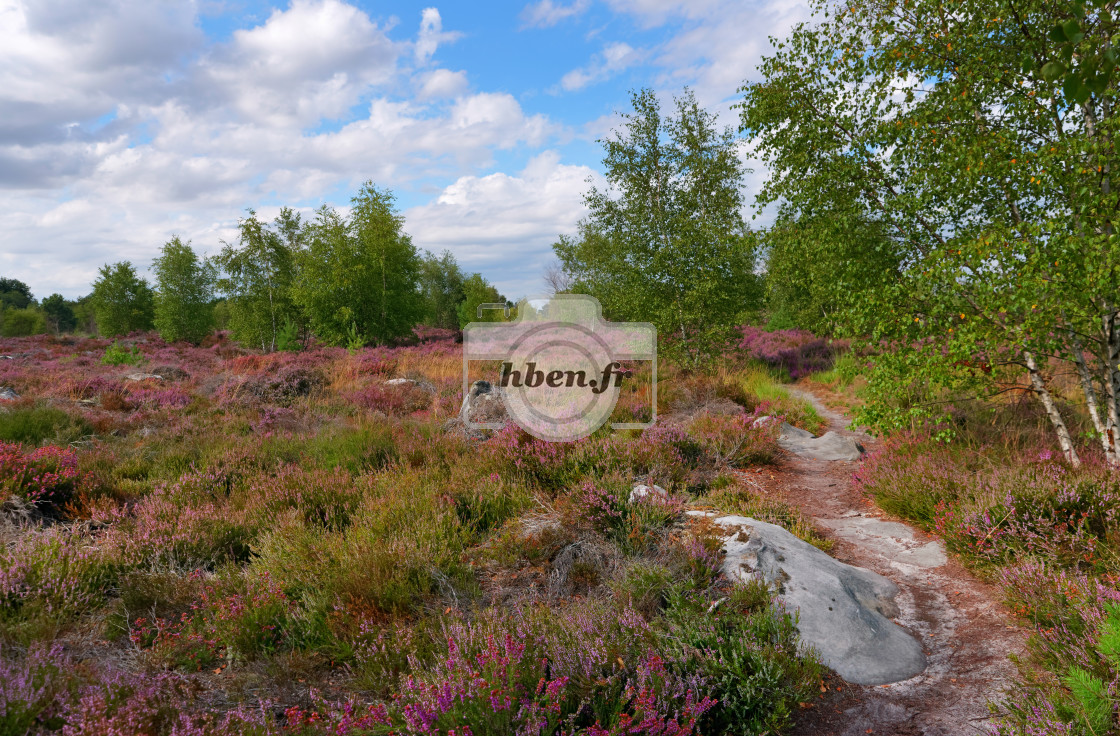 "Purple heather in Coquibus plateau" stock image