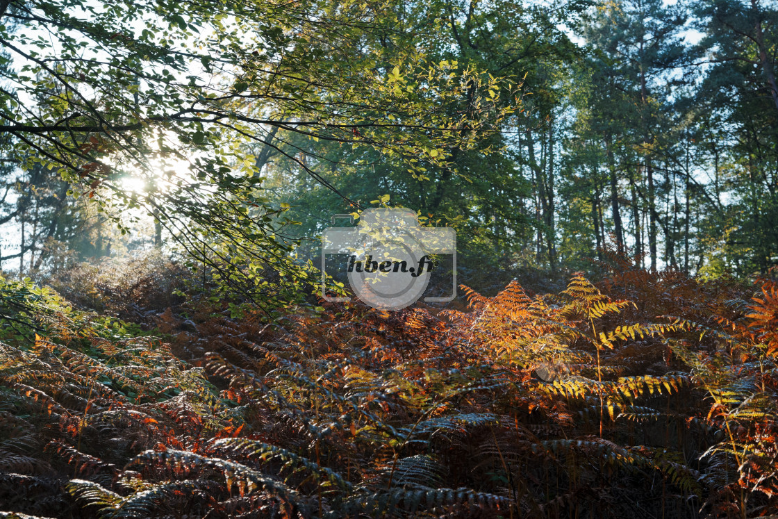 "Sous-bois en automne" stock image