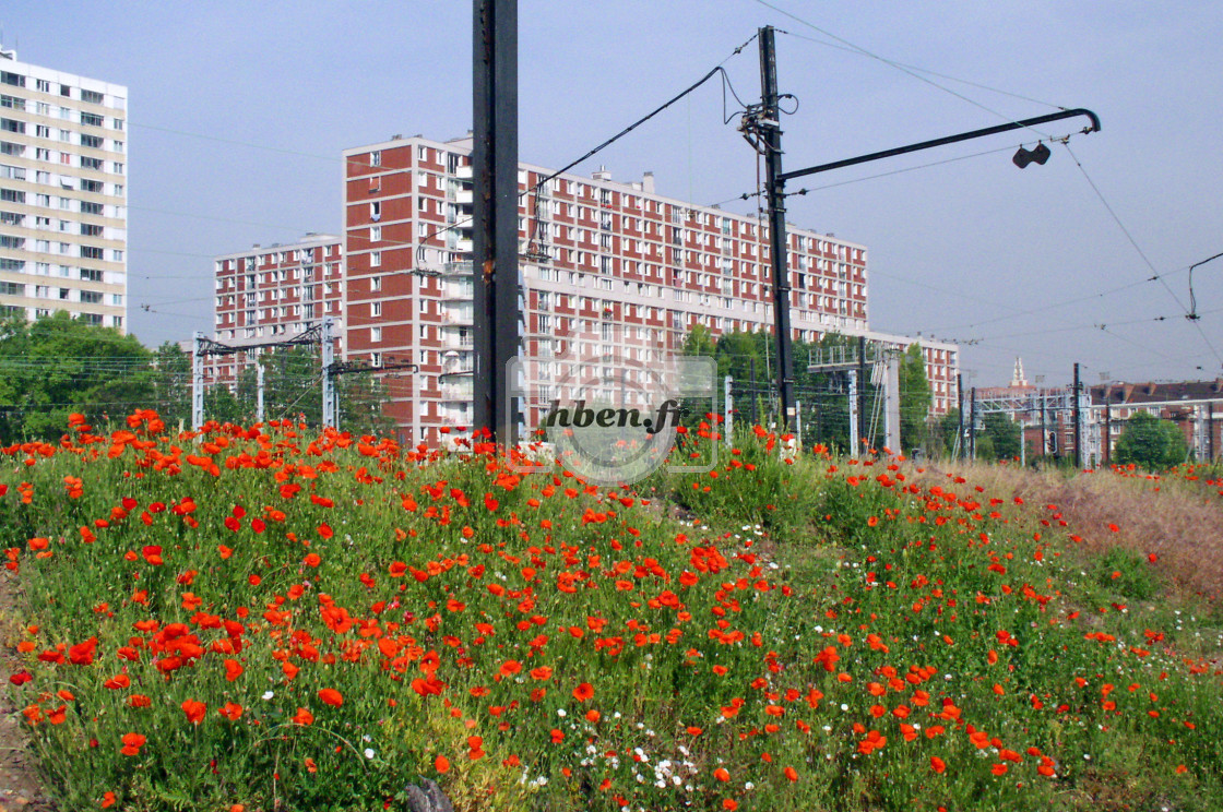 "Poppys" stock image