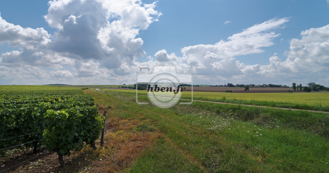 "Sancerre vineyard" stock image