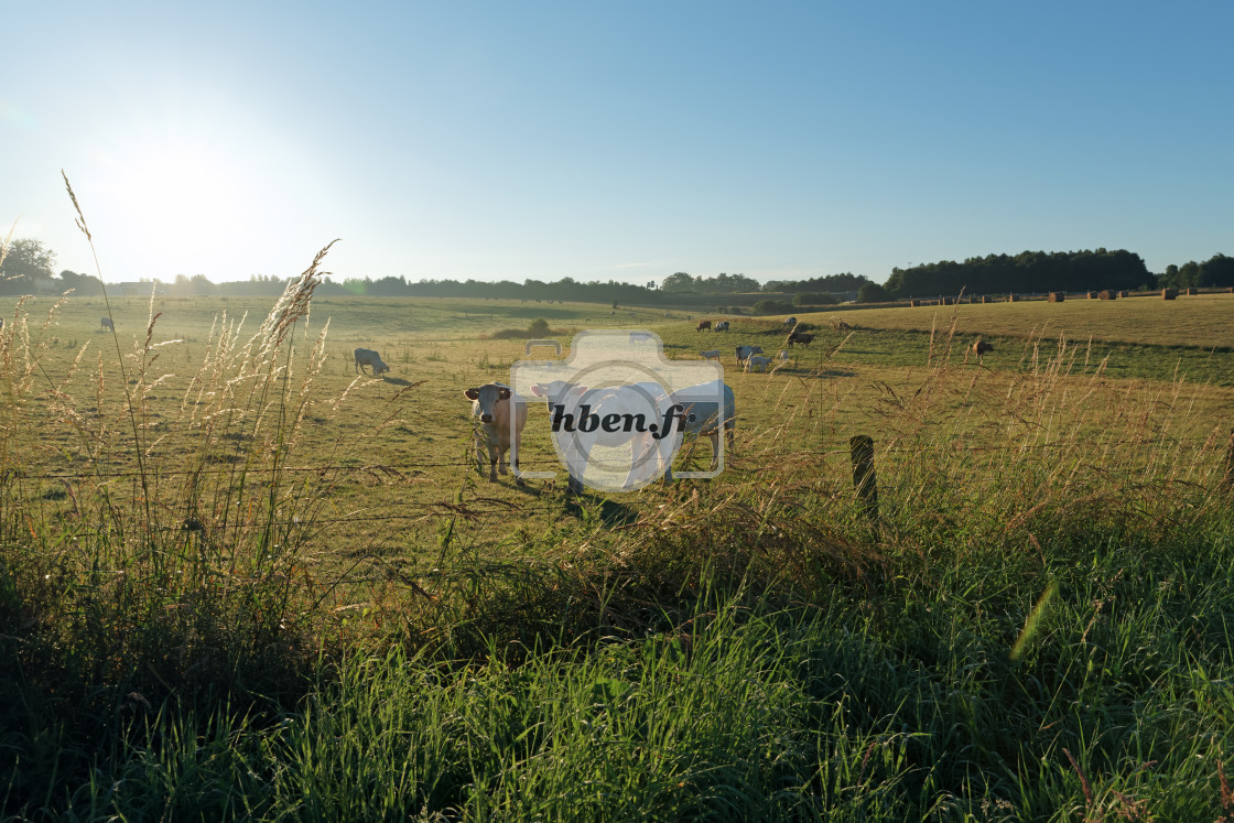 "Happy Norman Cows" stock image