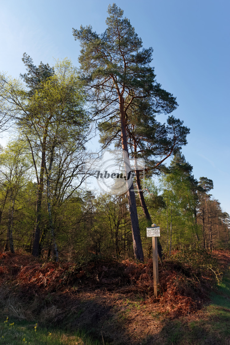 "Orléans forest" stock image