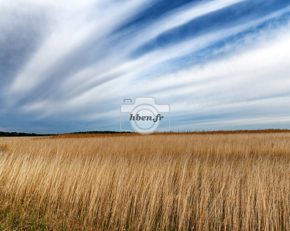 "Wheat field" stock image