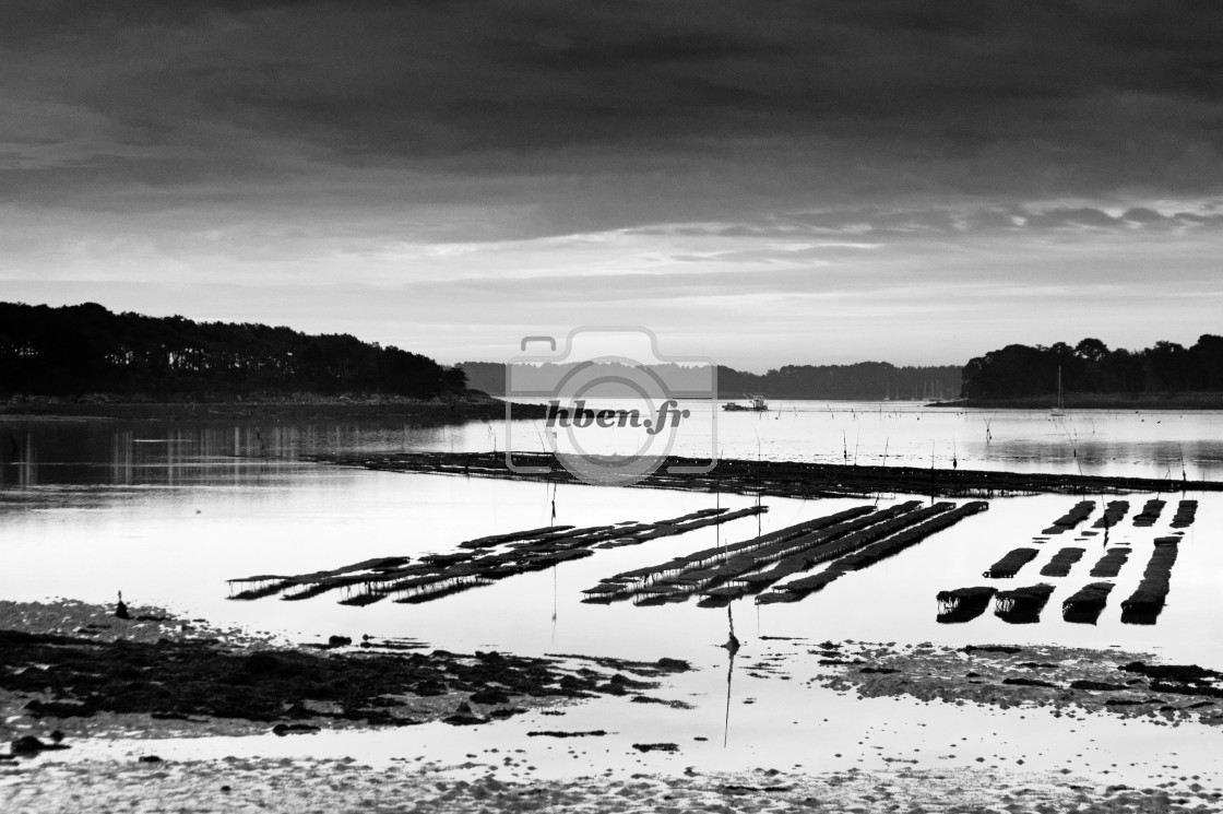 "Oyster farming" stock image