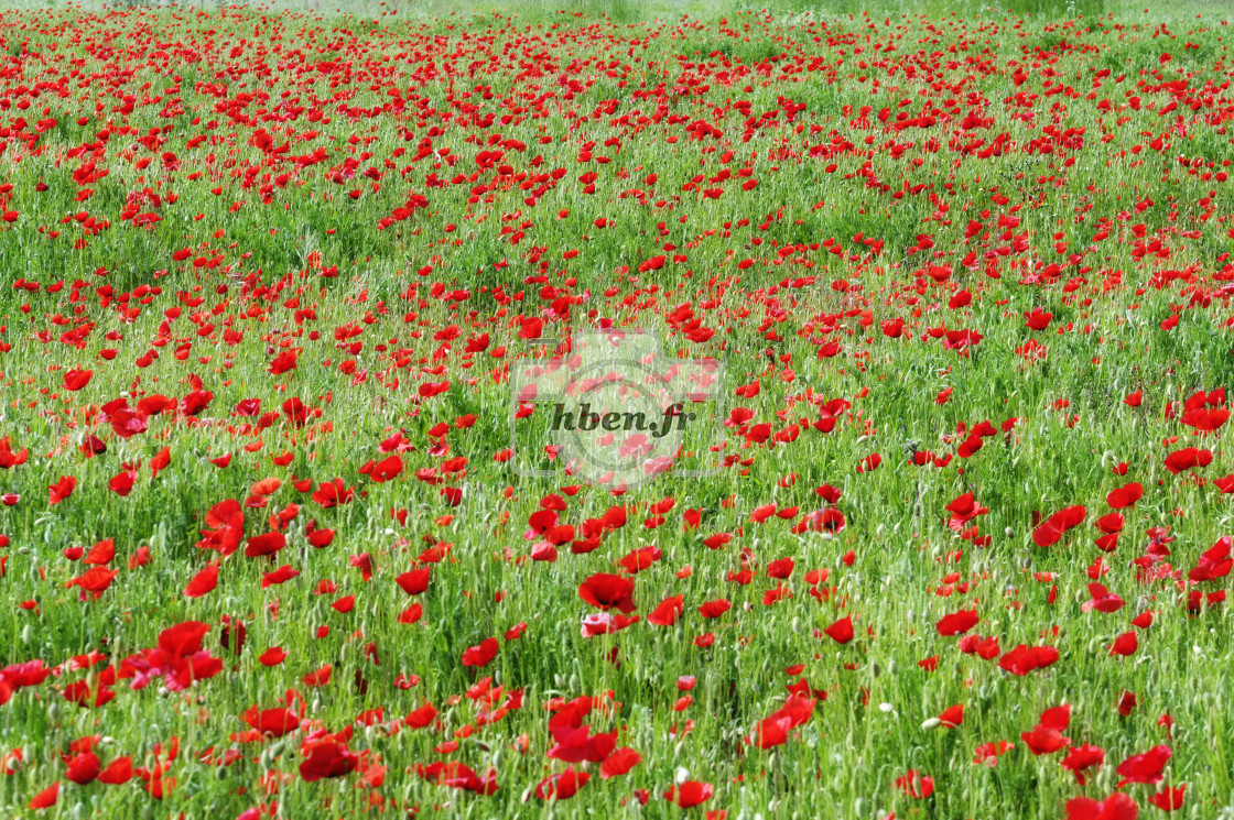 "Poppy field" stock image