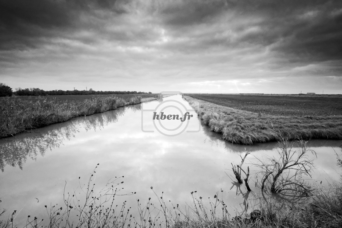 "Swamp reflection" stock image