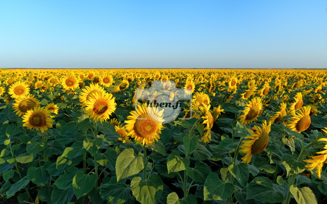 "Sunflowers" stock image