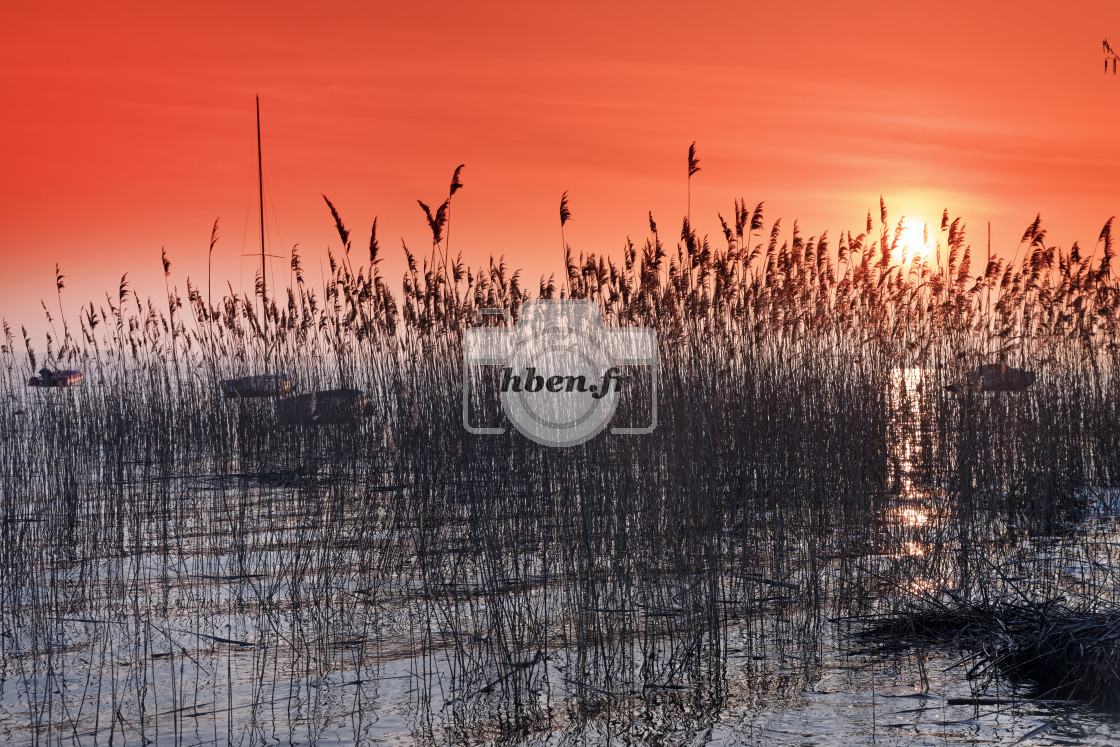 "Reeds" stock image