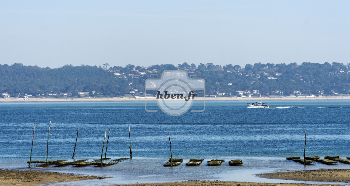 "Oyster farmin in the bay" stock image