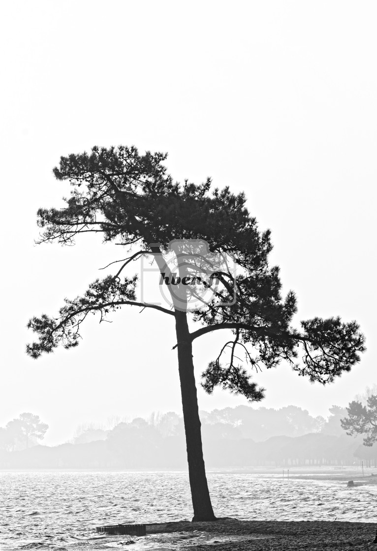 "Lonely tree" stock image