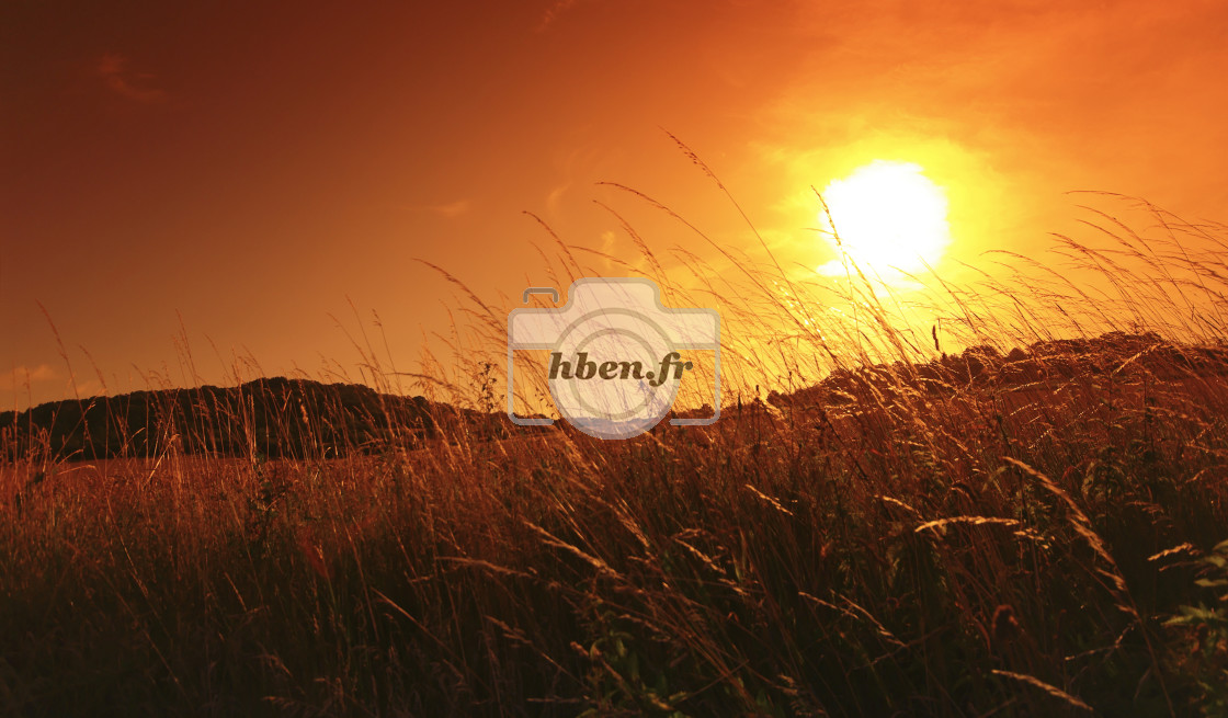 "Wheat field sunrise" stock image