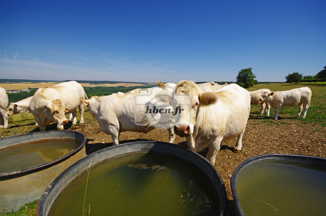 "Thirst" stock image