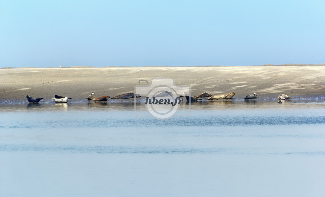 "Seal colony" stock image