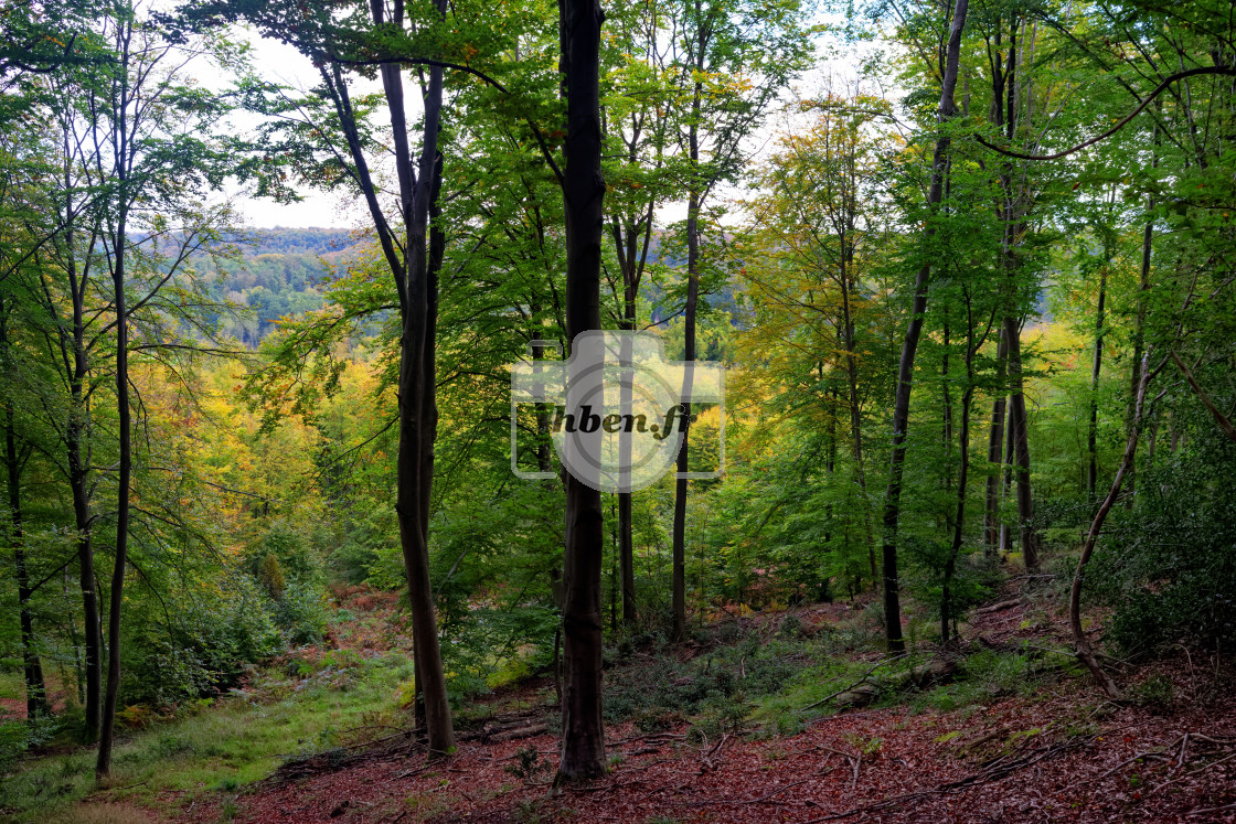 "Compiègne forest" stock image