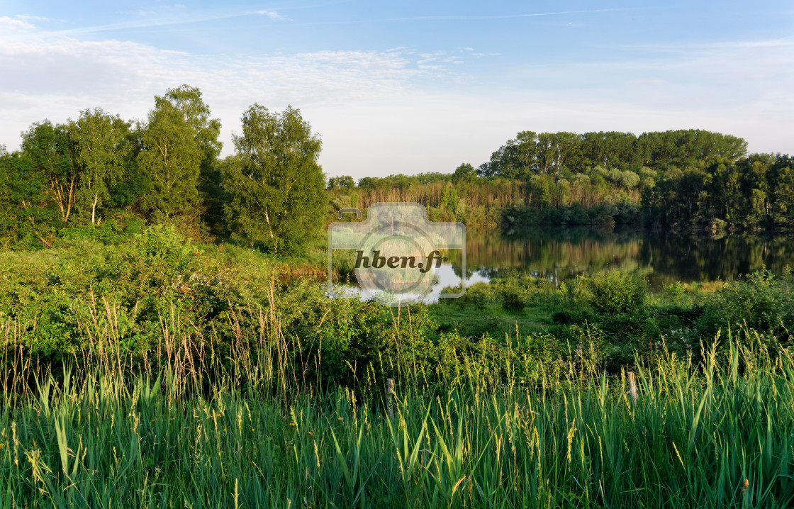 "Episy swamp nature reserve" stock image