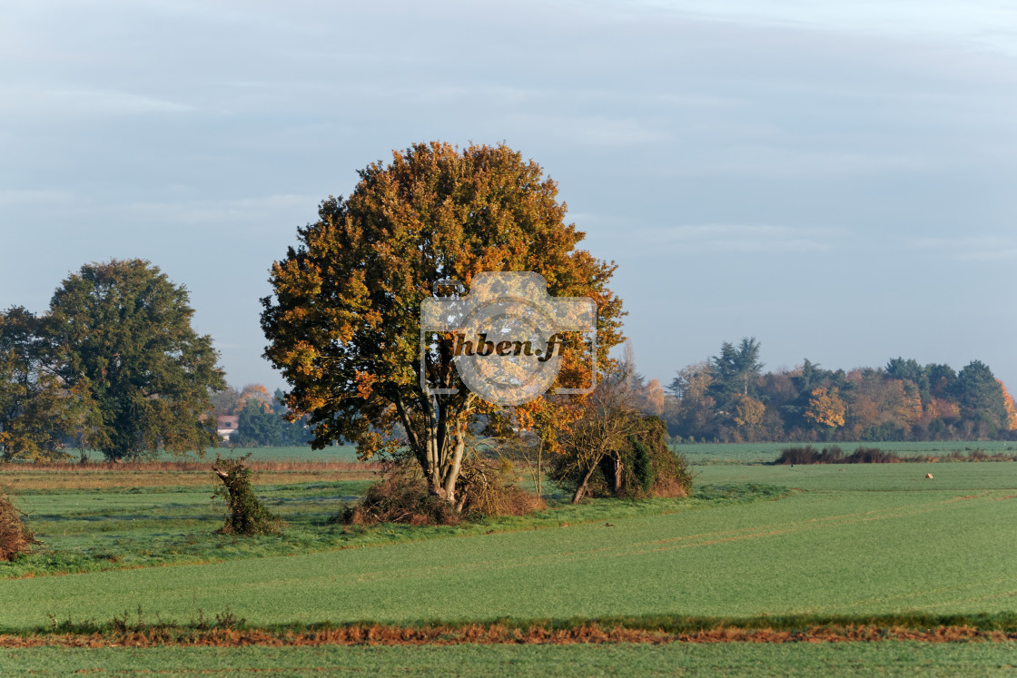 "Autumn fields" stock image