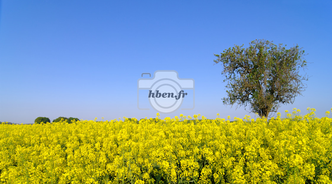 "Lonely tree in Rapeseed field" stock image