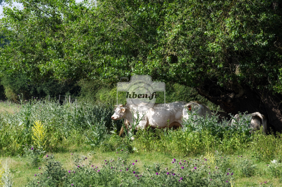 "Under the tree" stock image