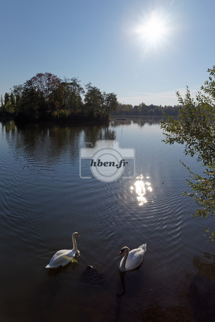 "Swan lake" stock image