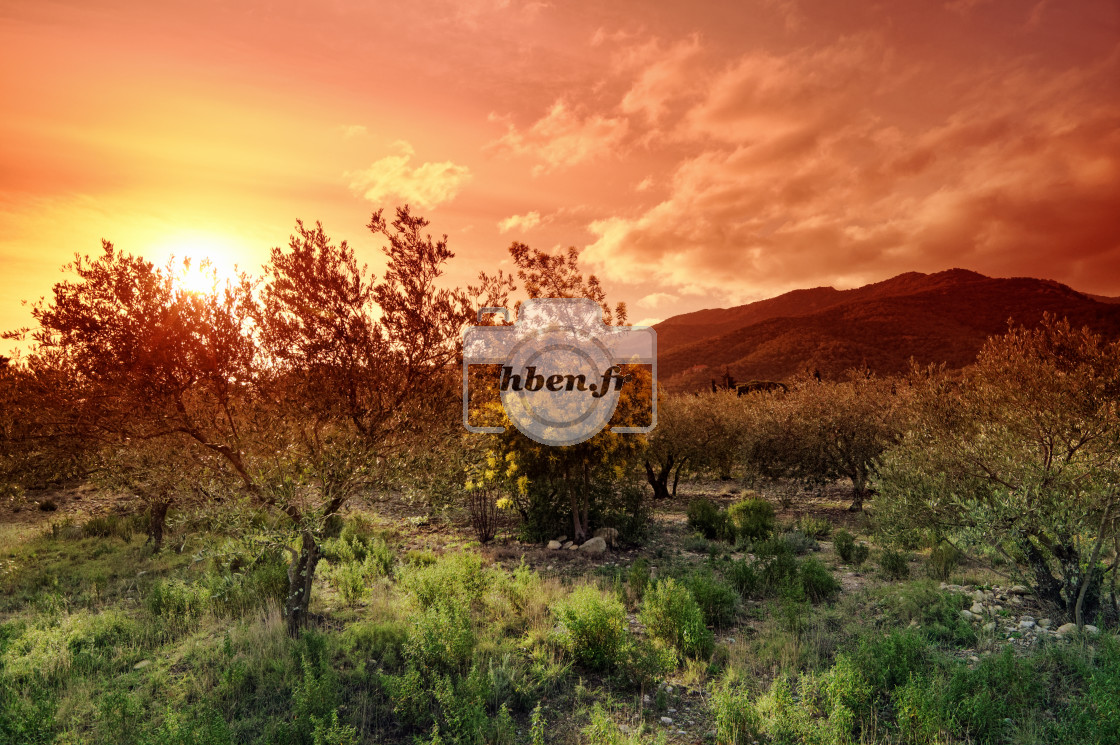 "Olive groves" stock image