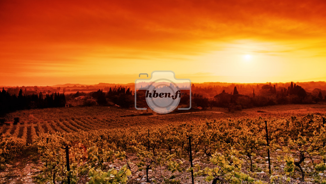 "Sigean vineyard" stock image