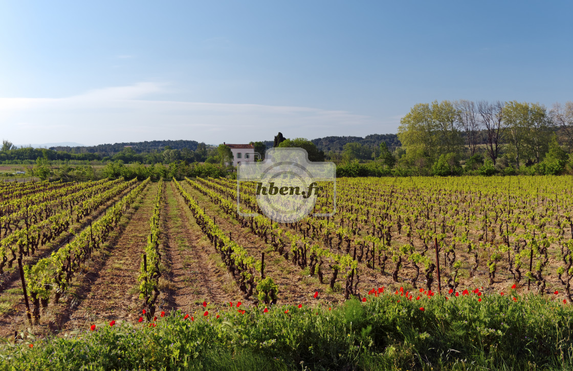 "Corbieres vineyard" stock image