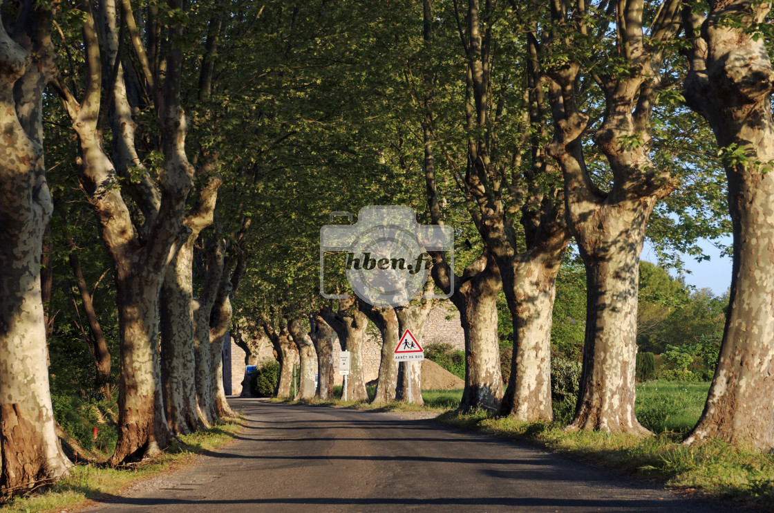 "Under the Platanes" stock image