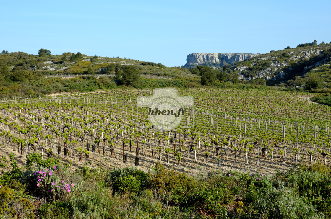 "La Clappe vineyard" stock image