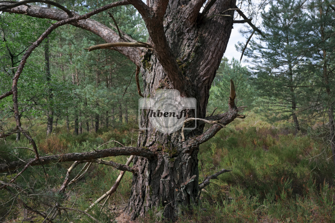 "Old tree in Trois Pignons" stock image