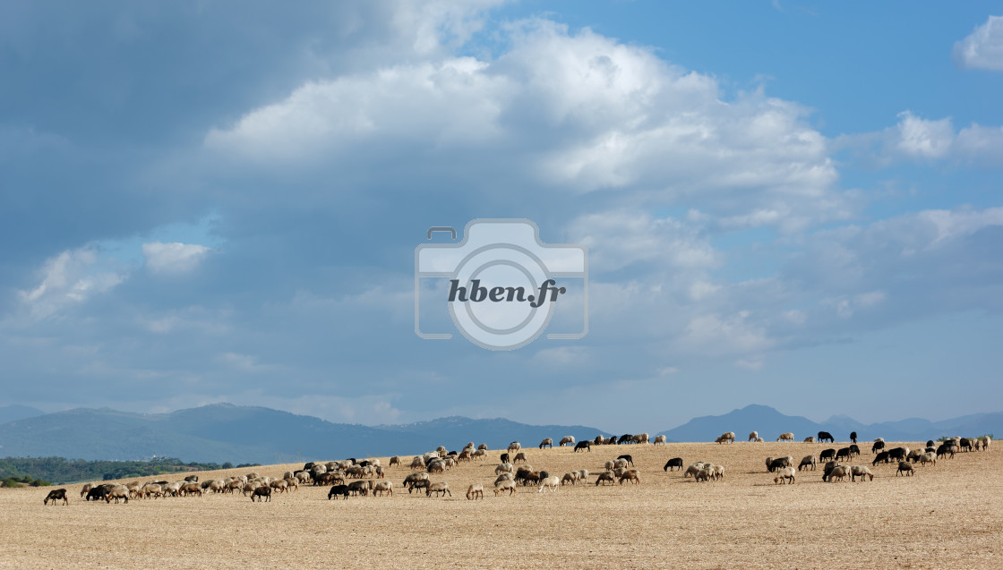 "Flock of sheep" stock image