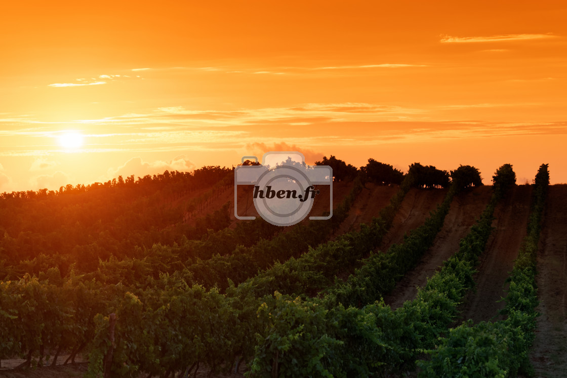 "Bravone vineyard" stock image