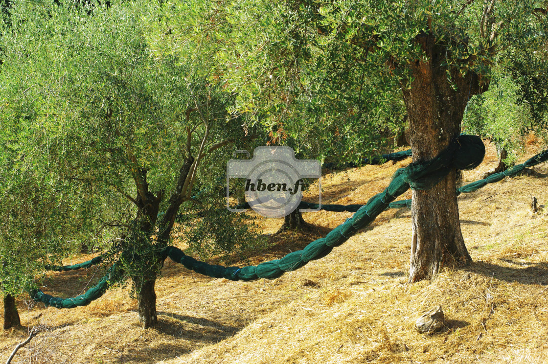 "Olive grove" stock image